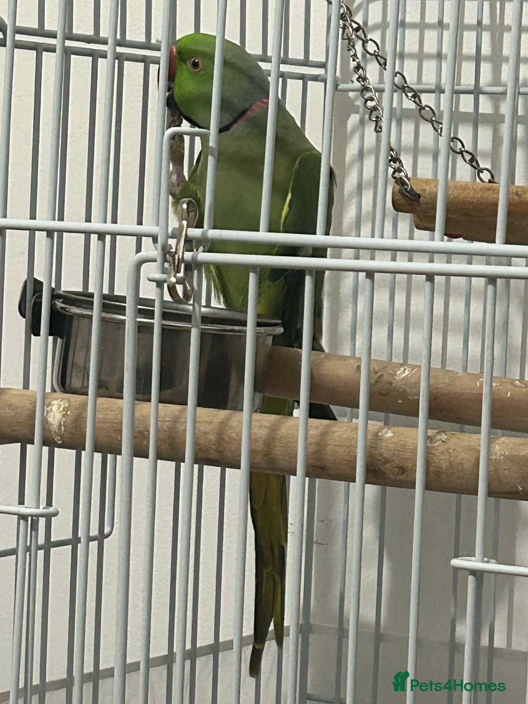 Ringnecks birds for sale: Black cage for sale (bird gone) - Advert 2