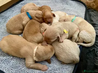 Labradoodle dogs 🐾 Exceptional Rare Multigen Labradoodle Puppies - Advert 15