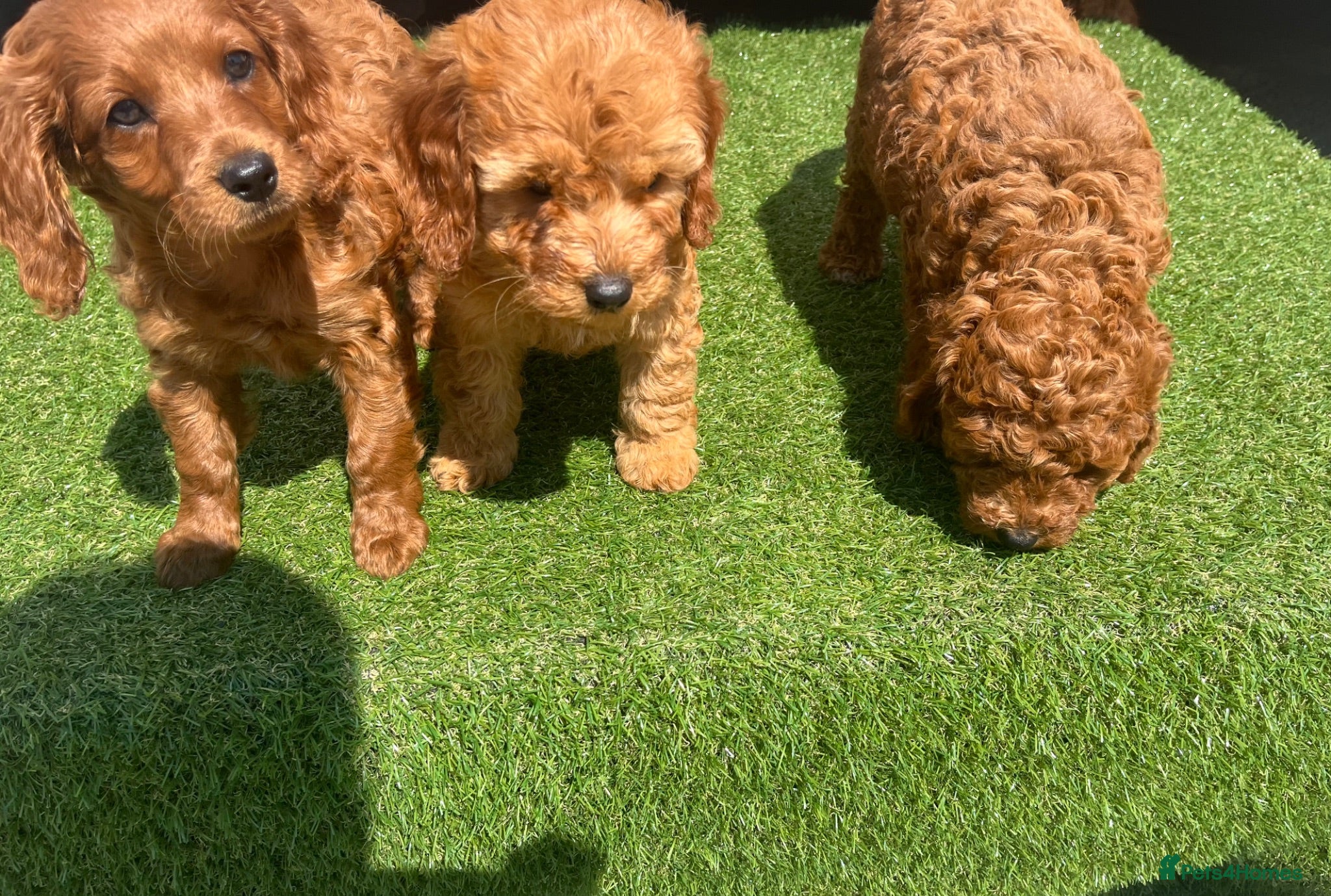 Mixed Breed dogs Cavapoo miniature  - Advert 2