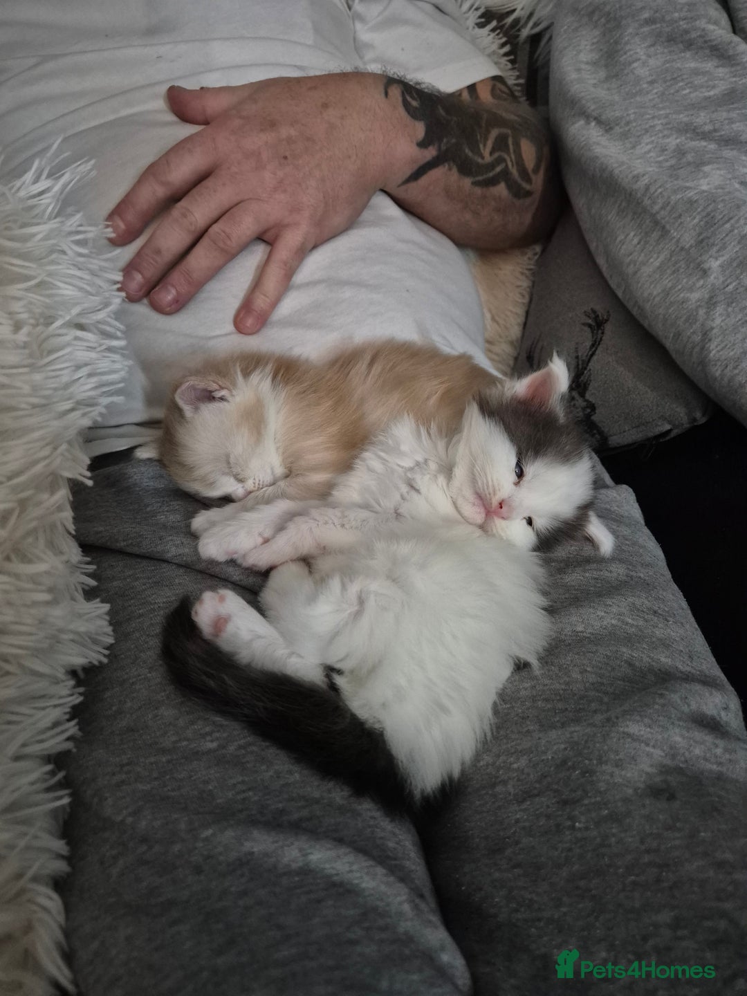 Maine Coon cats for sale: Maine coon kittens  - Advert 9