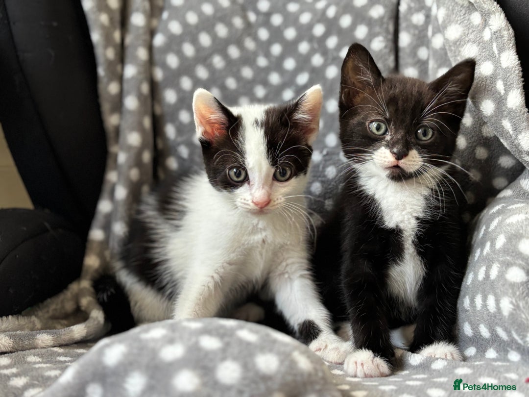 Domestic Shorthair cats for sale: 3 stunning kittens  - Image 2