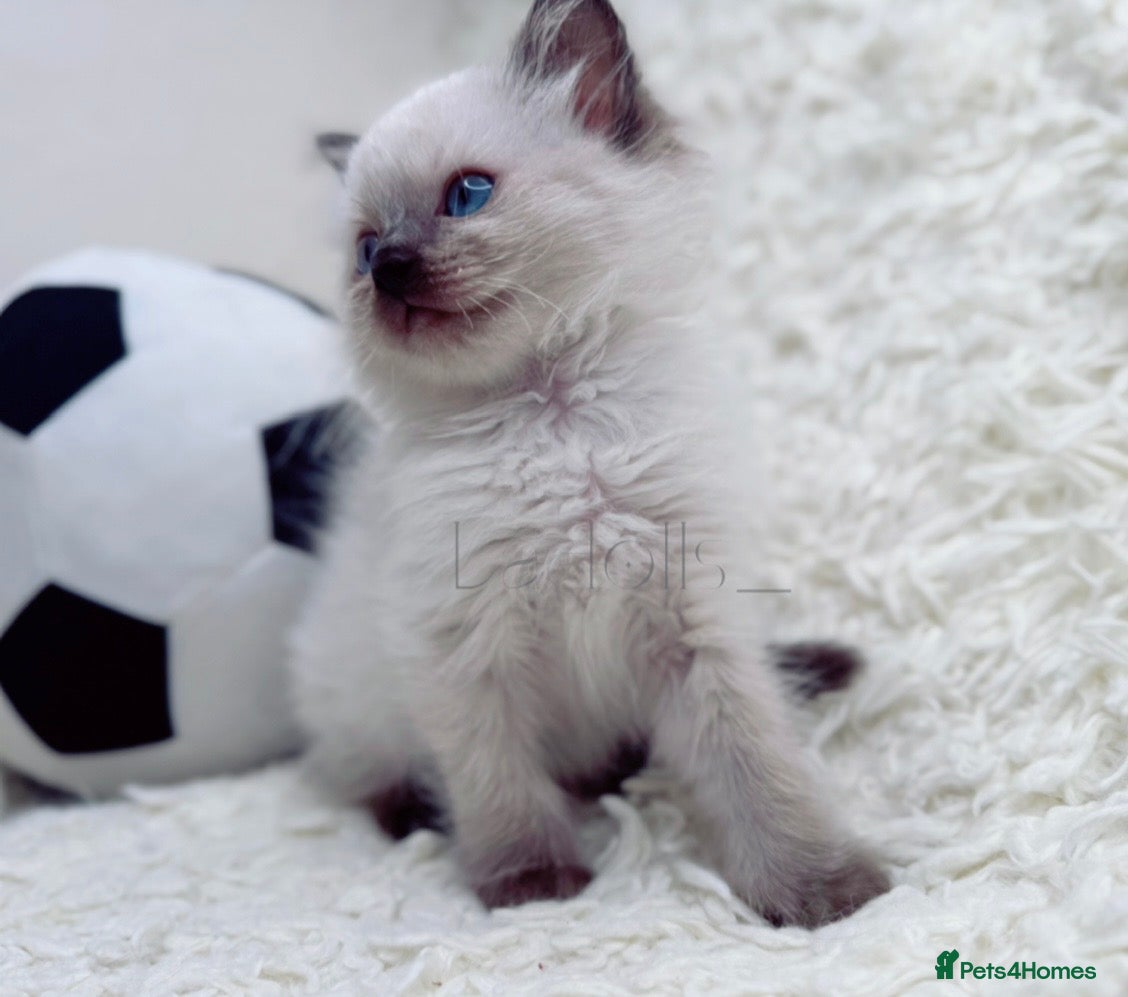 Ragdoll cats ✨Ragdoll Kittens Raised With Love xx  - Advert 11