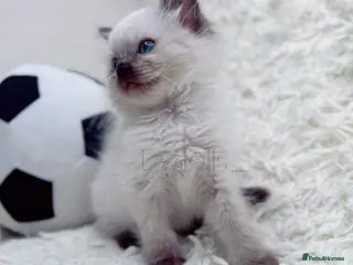 Ragdoll cats ✨Ragdoll Kittens Raised With Love xx - Advert 11