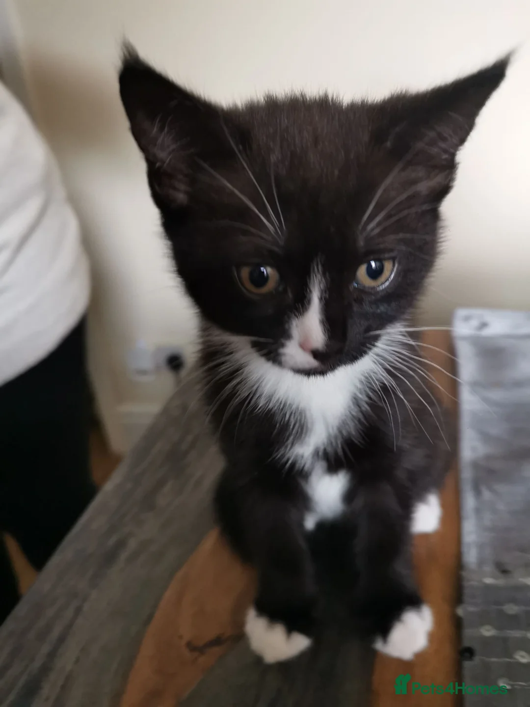 Mixed Breed cats for sale: Mixed breed kittens  - Advert 2