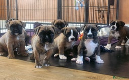 Boxer dogs for sale: 🌟🩷COI 0.5% KC REG BOBTAIL GIRL🩷🌟 - Image 15