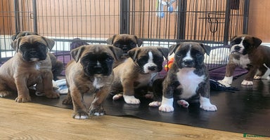 Boxer dogs - Advert 6