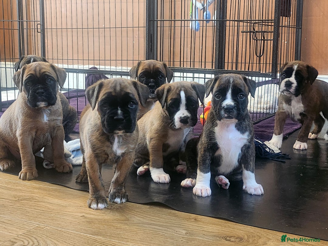 Boxer dogs for sale: 🌟🩷COI 0.5% KC REG BOBTAIL GIRL🩷🌟 - Image 15