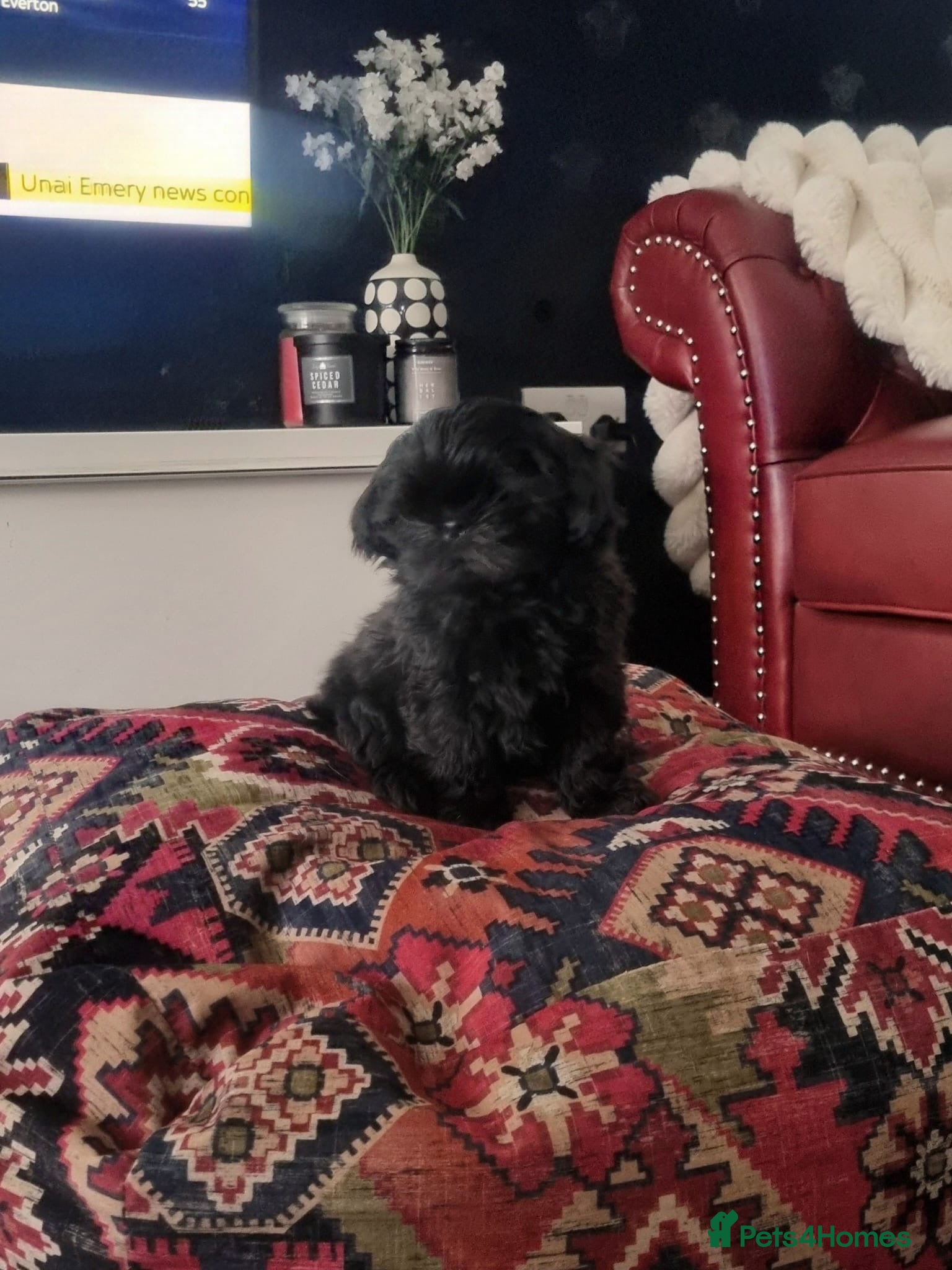 Shih Tzu dogs Rare solid black imperial Shih Tzu  - Advert 3