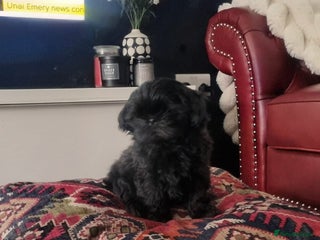 Shih Tzu dogs Rare solid black imperial Shih Tzu - Advert 3