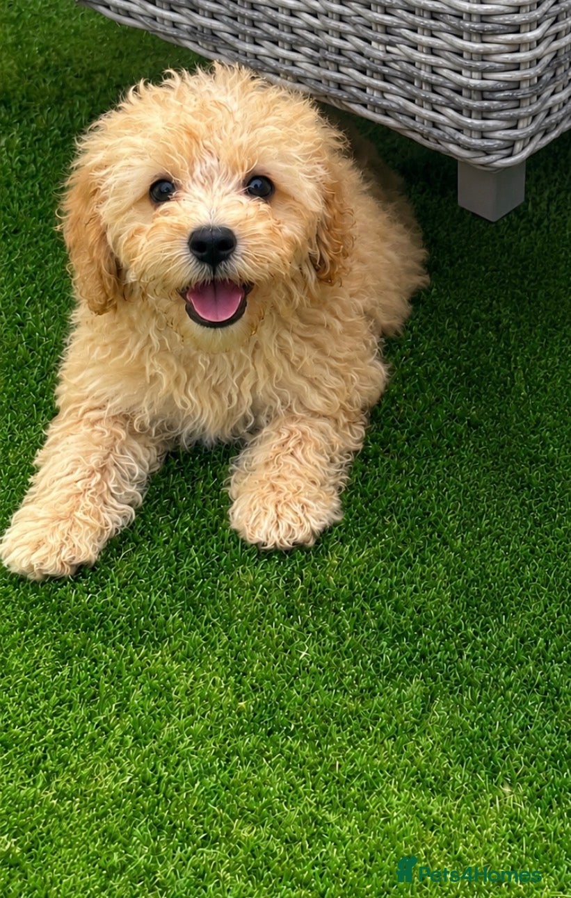 Cavachon dogs 🐶  1 apricot  cavapoochon pup ready to leave 🐶  - Advert 1