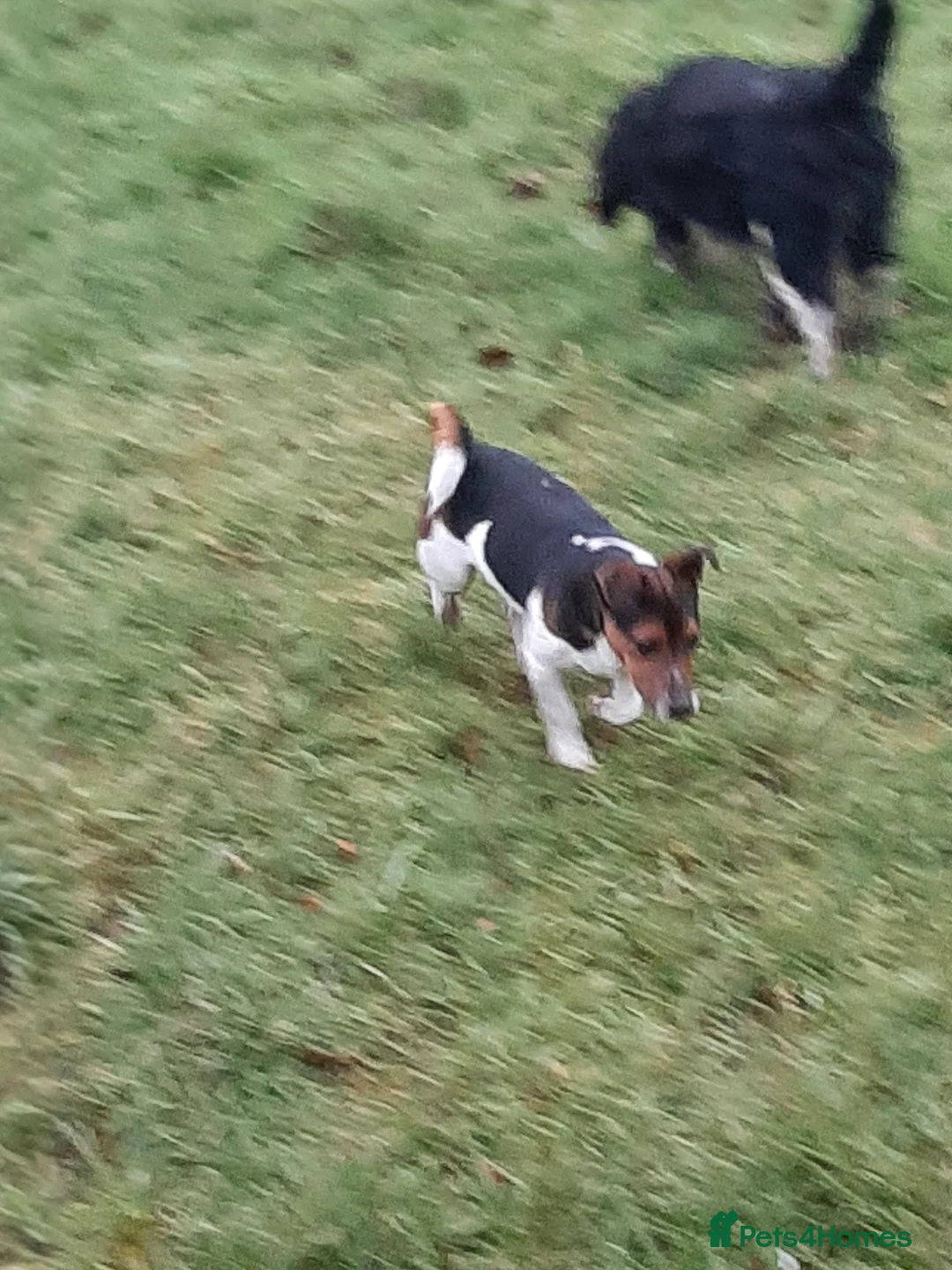 Jack Russell dogs for stud: Tri coloured Jackrussell for stud in Ossett - Advert 5