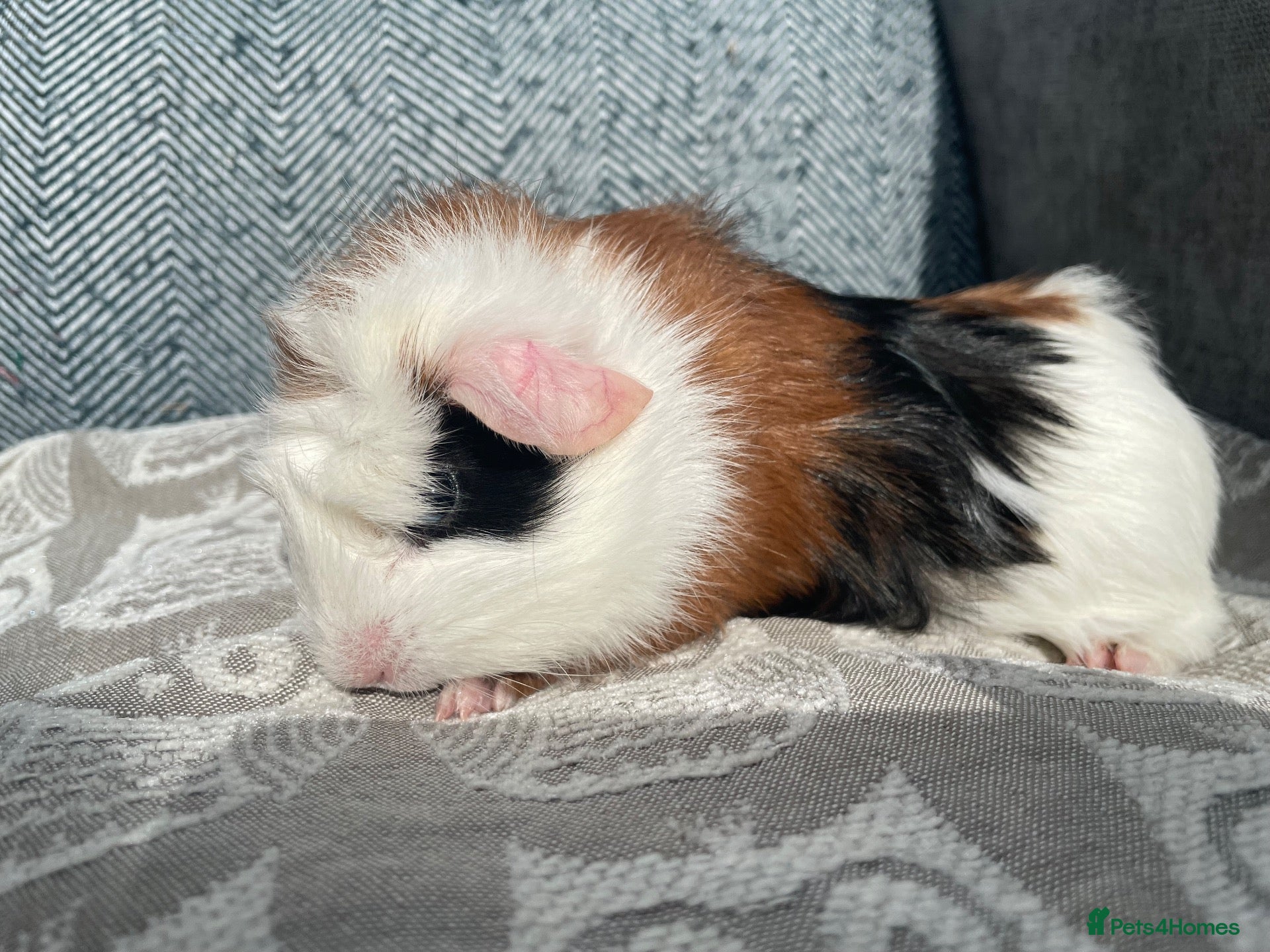 Guinea Pig rodents Gorgeous Female Guinea Pigs - Advert 2