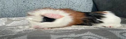 Guinea Pig rodents for sale: Gorgeous Female Guinea Pigs - Advert 4