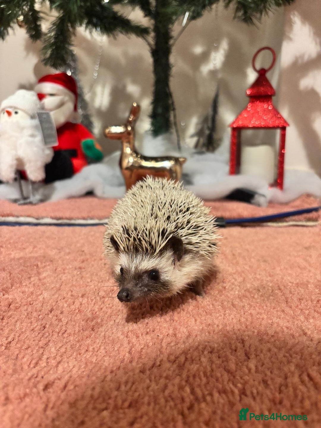 Pygmy Hedgehog rodents for sale: Luca the african pygmy hedgehog for sale - Advert 1