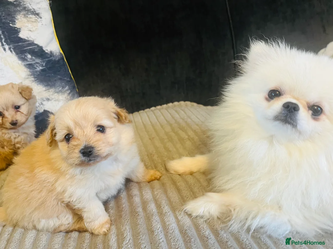 Pomapoo dogs for sale: Stunning pomapoo puppys  - Advert 3