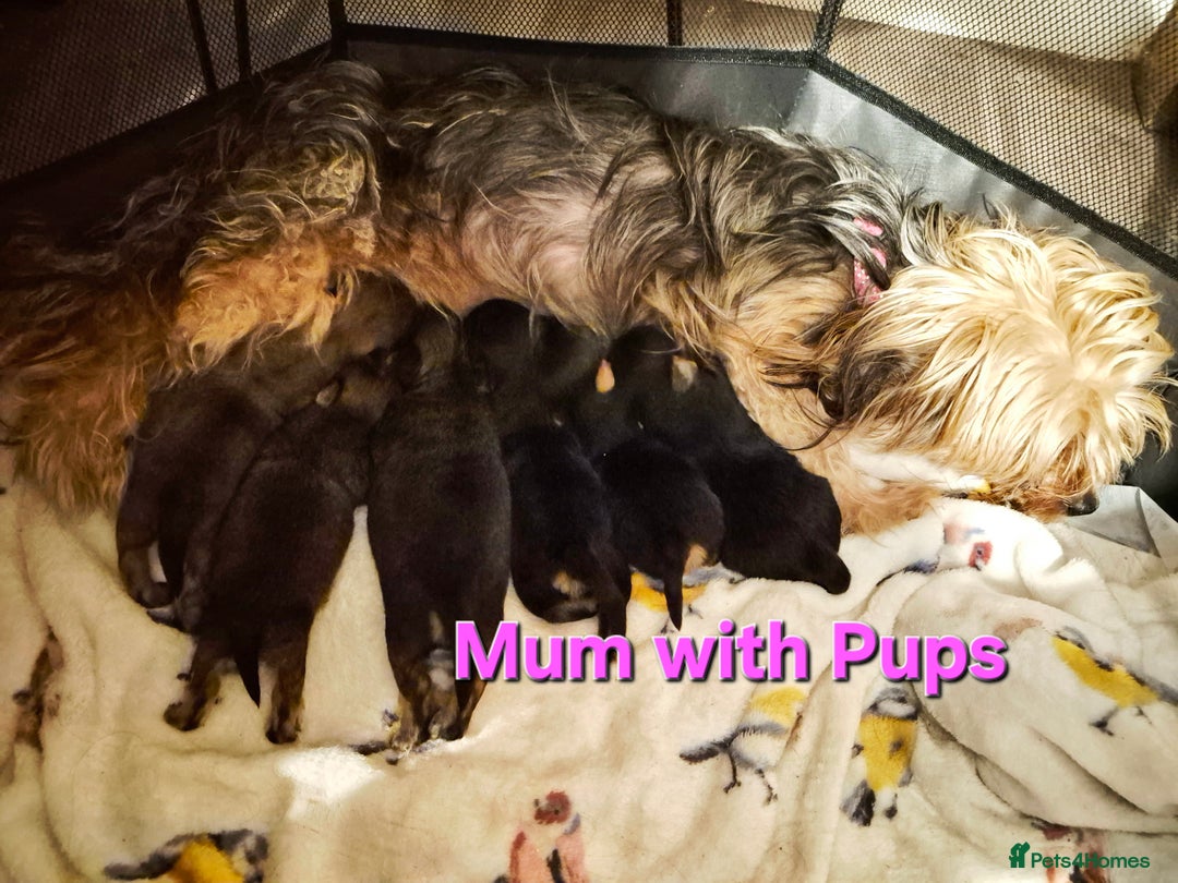 Yorkshire Terrier dogs for sale: 6 GORGEOUS YORKSHIRE TERRIER PUPS. STANDARD SIZE! - Advert 10