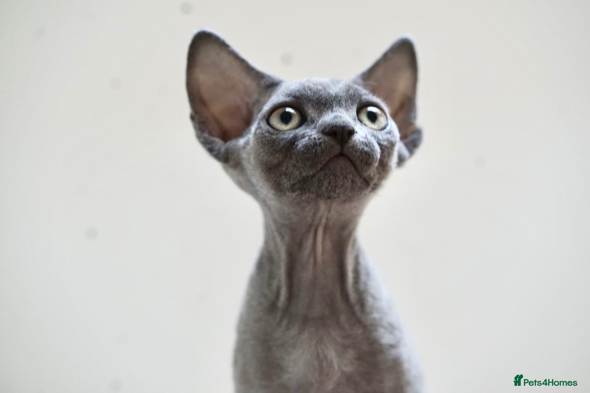 Devon Rex cats 💙  Blue male Kitten Available 💙 - Advert 18