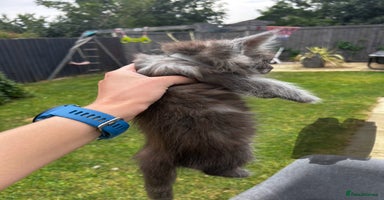 Maine Coon cats - Advert 8