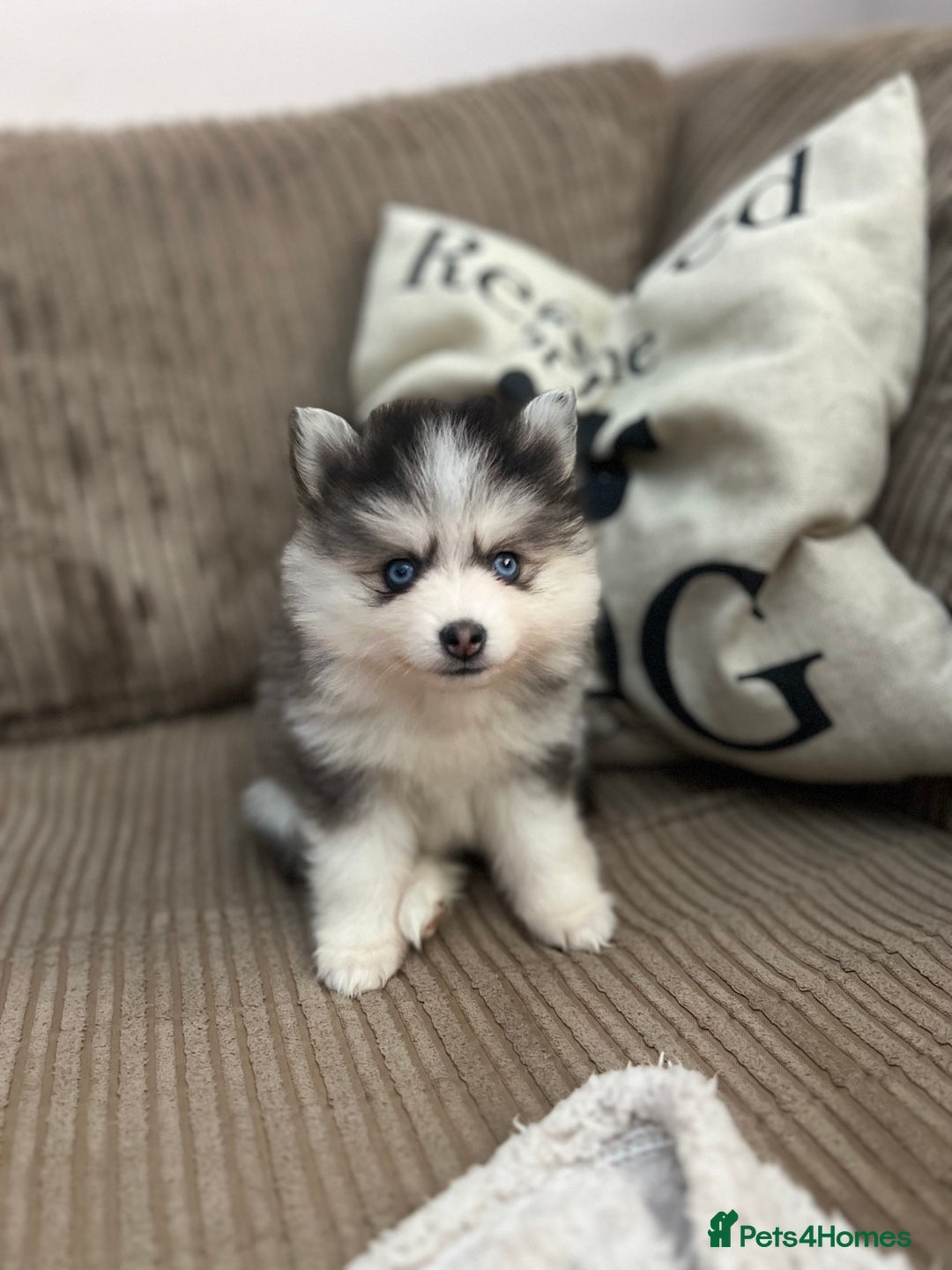 Pomsky dogs for sale: F4 Toy Pomsky Puppies - Advert 1
