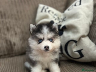 Pomsky dogs F4 Toy Pomsky Puppies - Advert 10