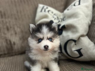 Pomsky dogs F4 Toy Pomsky Puppies - Advert 1
