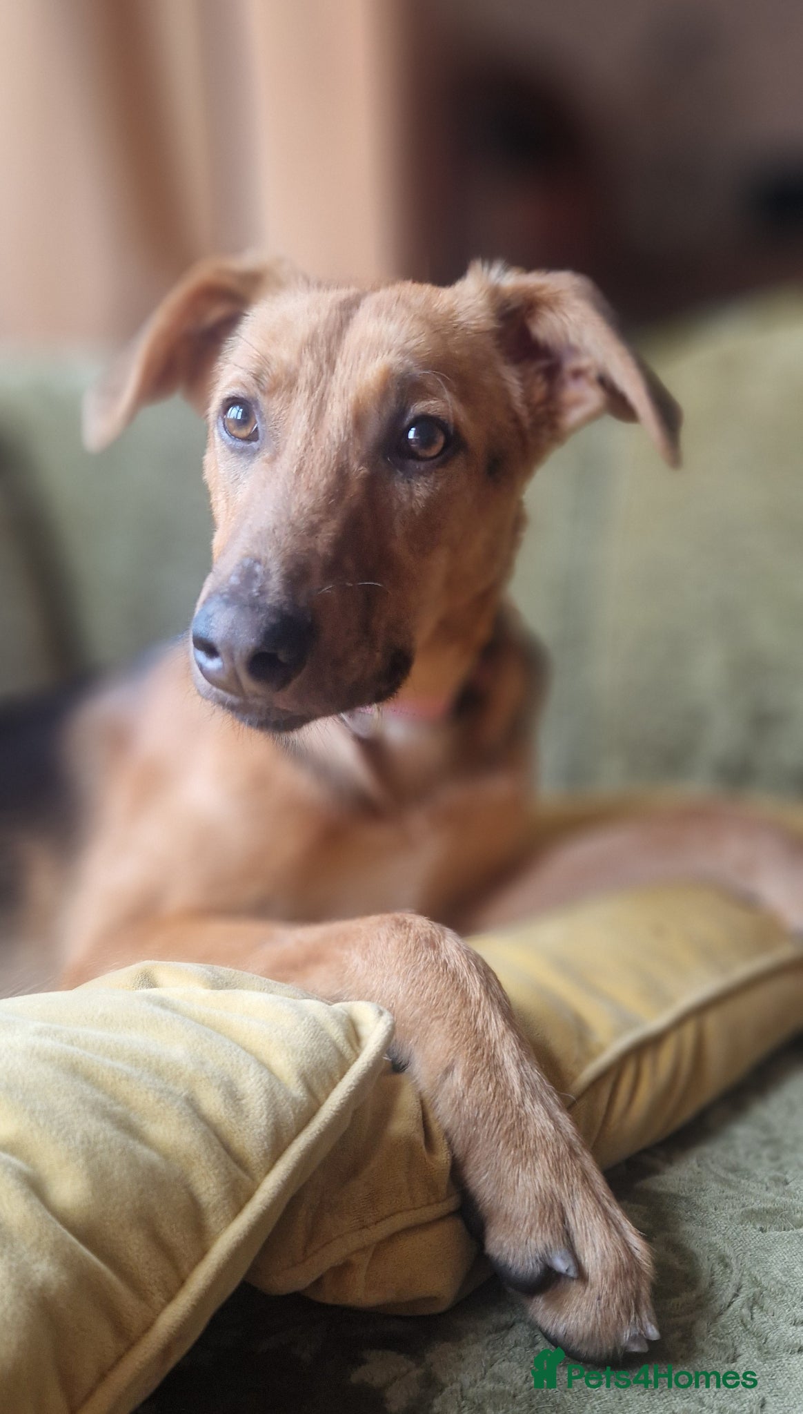 Mixed Breed dogs for sale: Lovely Lucy 7 months old is ready for adoption! - Advert 1