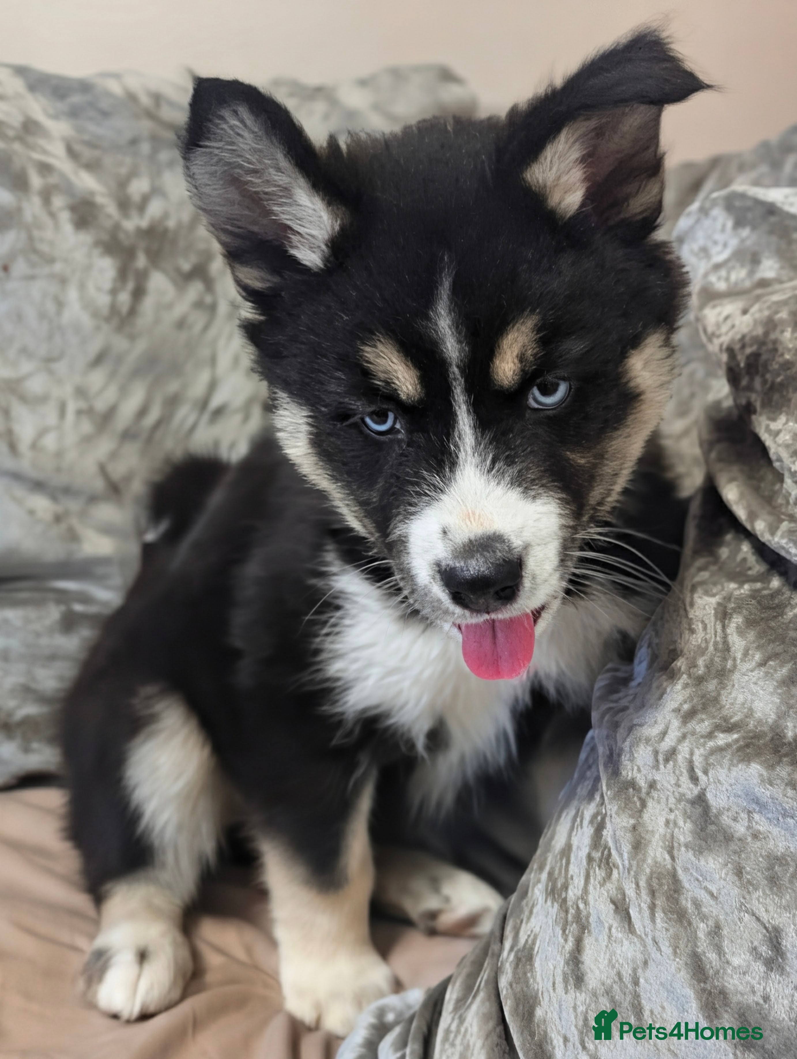 Siberian Husky dogs Stunning Siberian Husky Puppies for Sale 🐾 - Advert 1
