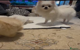 Pomeranian dogs for sale: Tiny Pomeranian Girls – Champion Bloodlines - Image 17