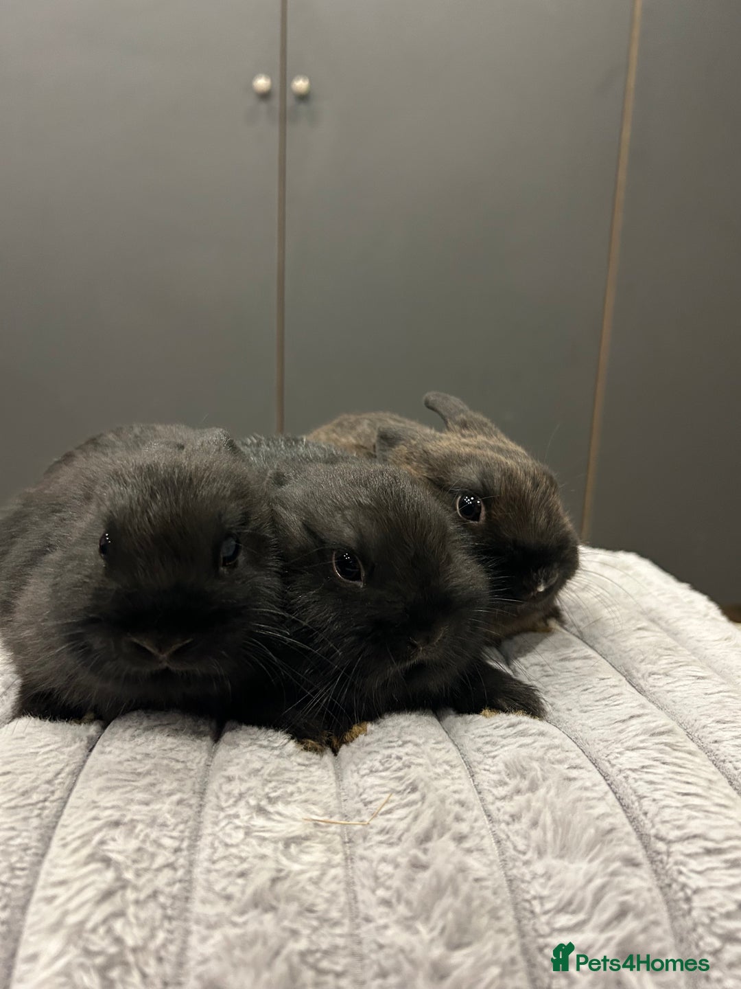 Netherland Dwarf rabbits for sale: Baby Netherland dwarfs  - Advert 2