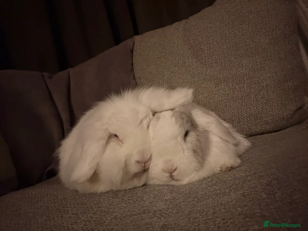 English Lop rabbits for sale: 2 brother rabbits - Advert 1