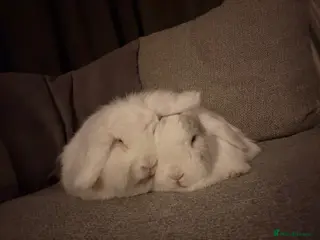 English Lop rabbits 2 brother rabbits - Advert 1