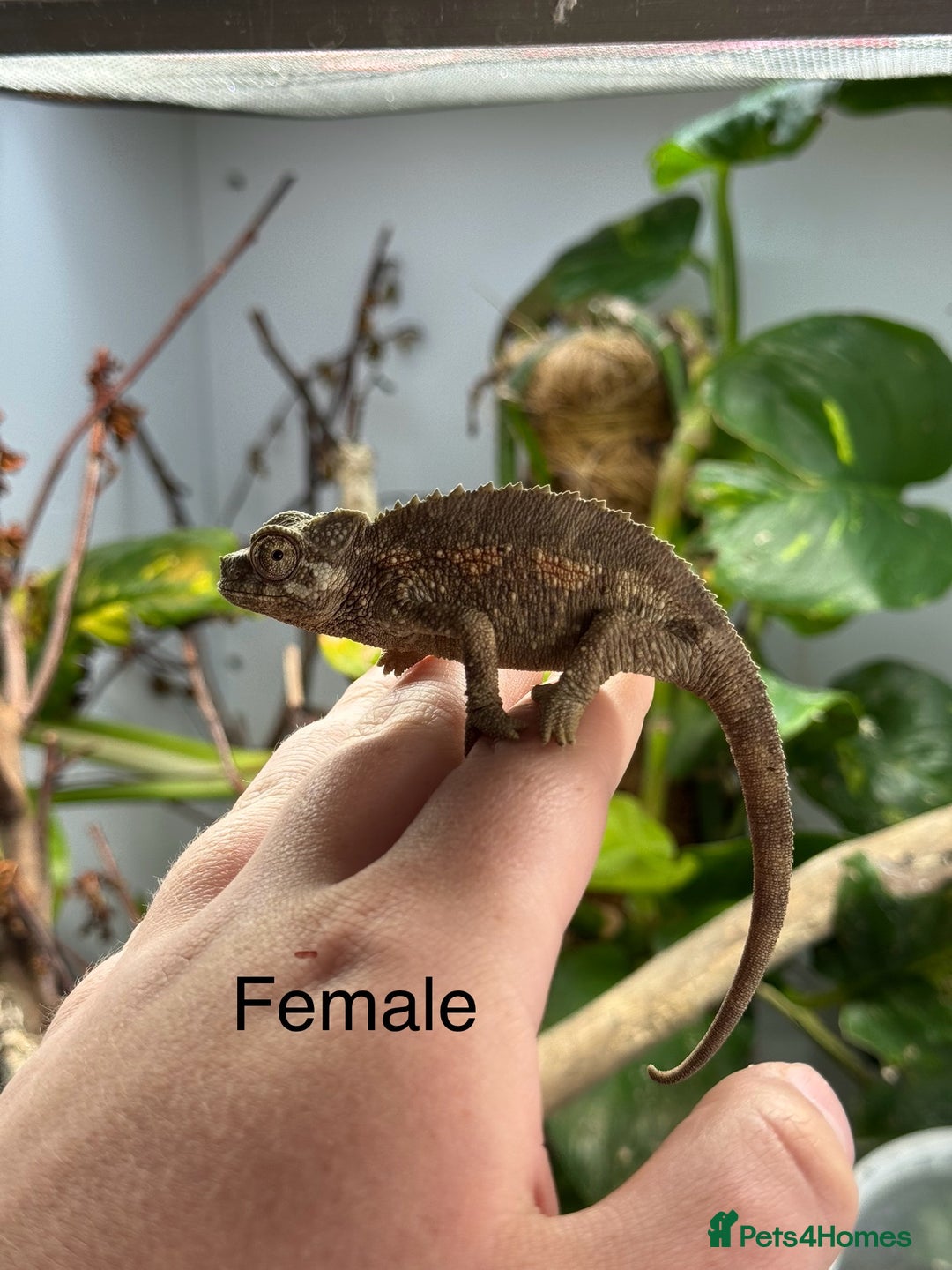Chameleon reptiles for sale: Jackson chameleon babies, ready now.  in Plymouth - Image 4