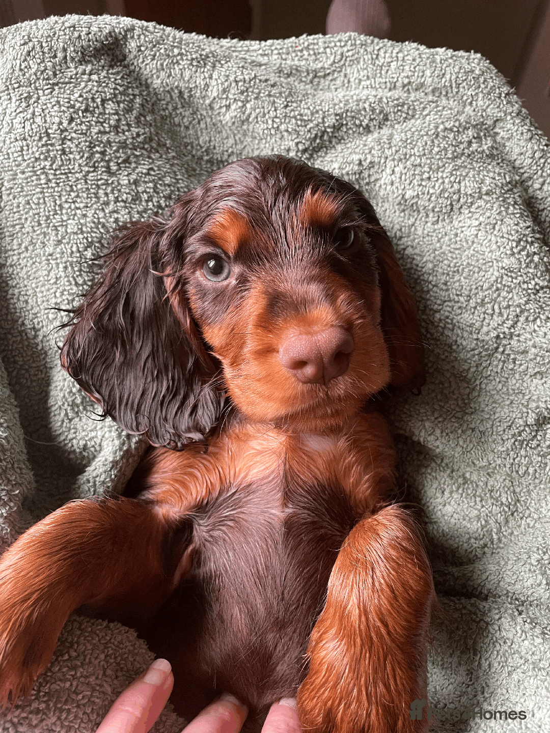Cocker Spaniel dogs for sale: Cocker Spaniel Pups Outstanding Pedigree Lines! - Advert 4