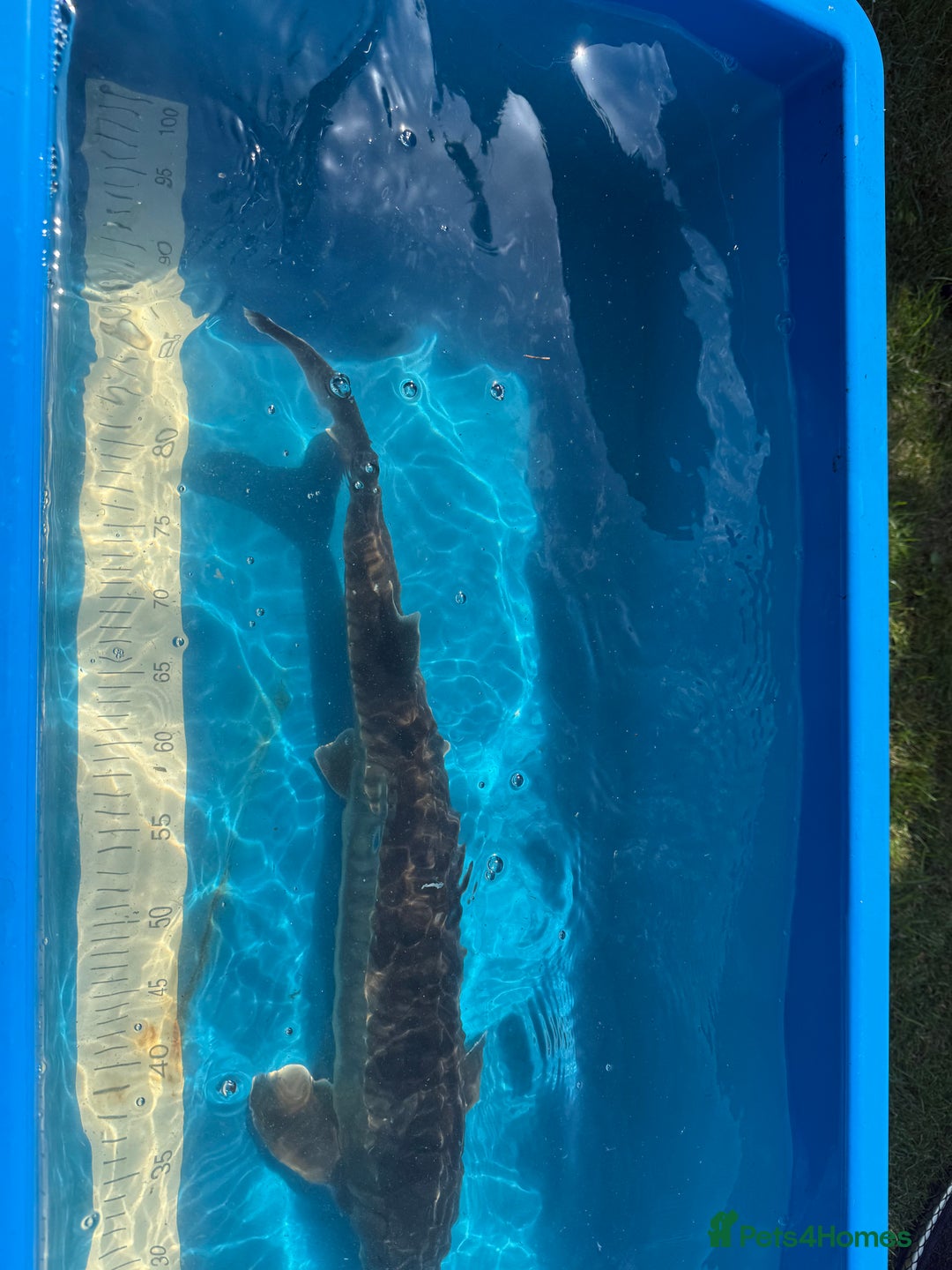 Koi Carp fish for sale: Various koi carp for sale  - Image 26