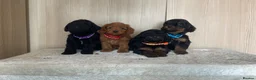 Cockapoo dogs for sale: F1 cockapoo puppy’s  - Advert 7