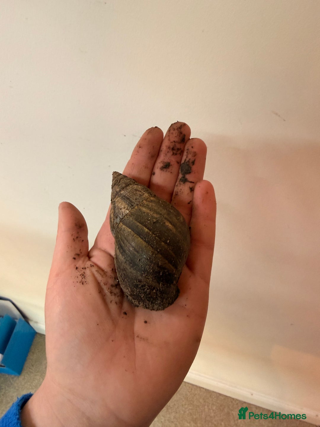 Snails invertebrates for sale: Giant African Land Snail  - Advert 6