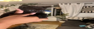 Black Boy (Dark Blue Collar)