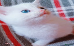 Mixed Breed cats for sale: 4 Gorgeous Pure White Kittens Available 7th Nov - Image 11