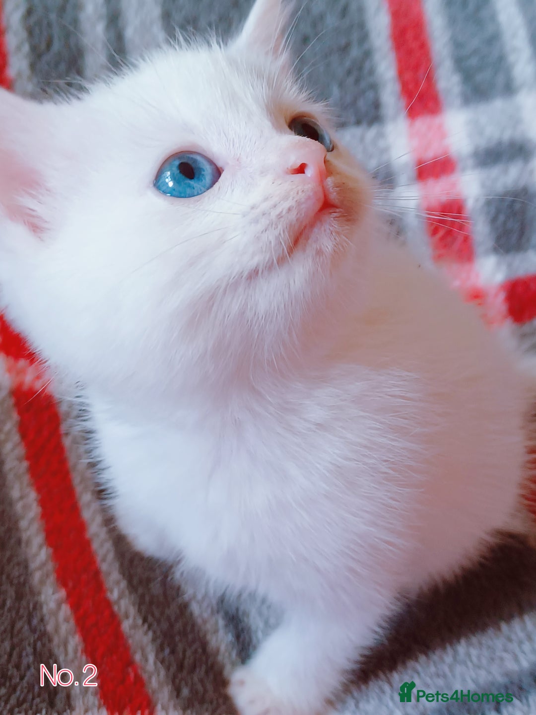 Mixed Breed cats for sale: 4 Gorgeous Pure White Kittens Available 7th Nov - Image 11