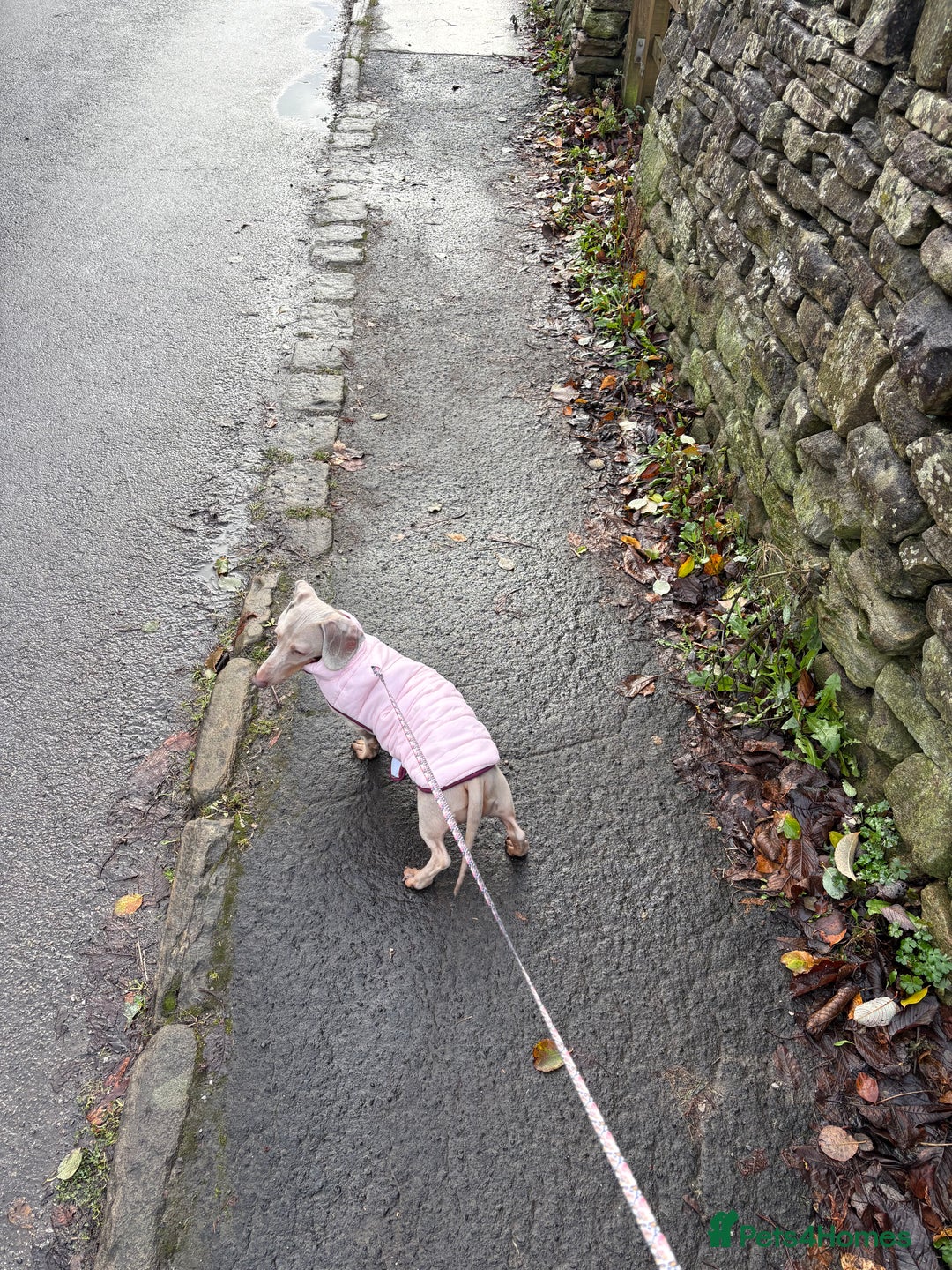 Miniature Dachshund dogs for sale: Winnie: beautiful 4yo mini dachshund, Derbyshire - Advert 4