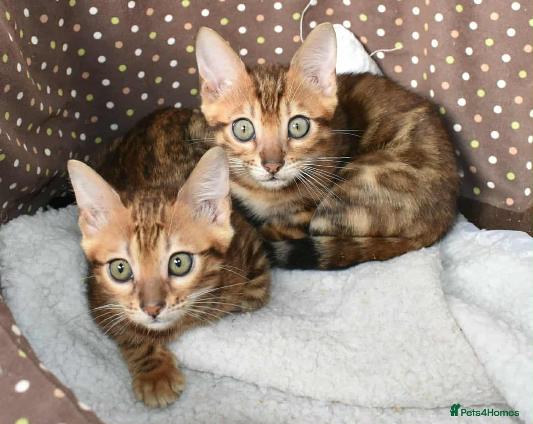 Bengal cats for sale: Quality TICA reg Bengal leopard cubs.  - Image 2
