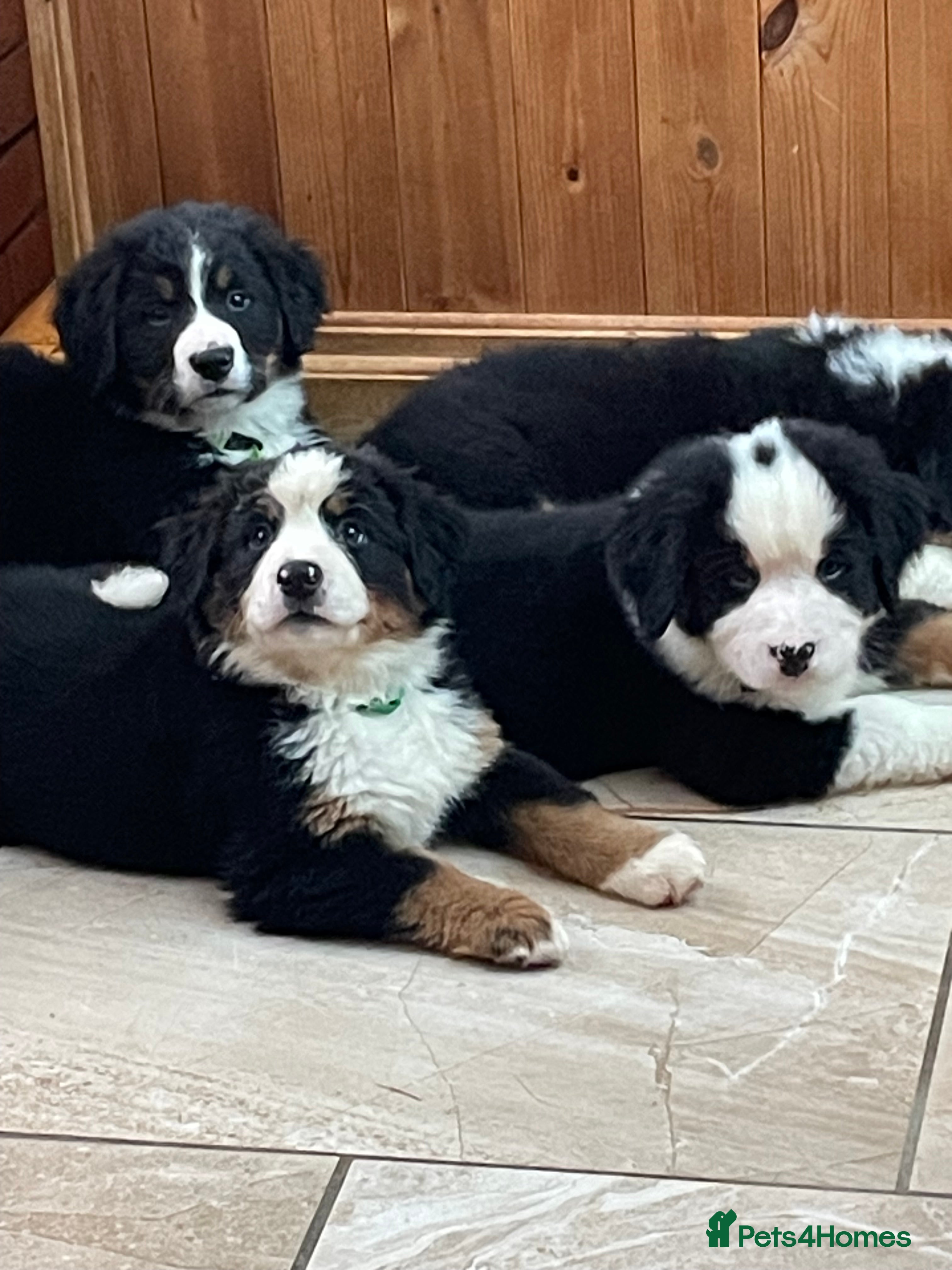 Bernese Mountain Dog dogs Boys and girls  - Advert 6