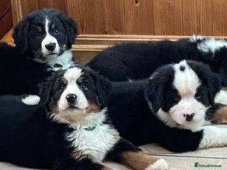 Bernese Mountain Dog dogs Boys and girls - Advert 11