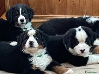 Bernese Mountain Dog dogs Boys and girls - Advert 4