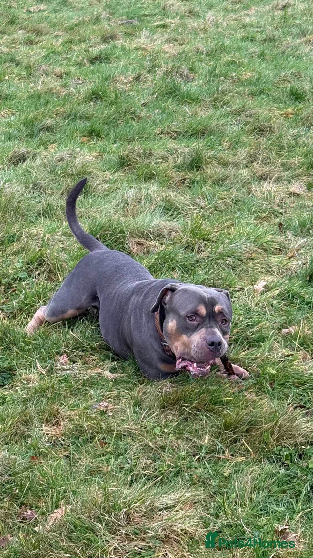 American Bully dogs for sale: Pocket Bully  - Advert 8