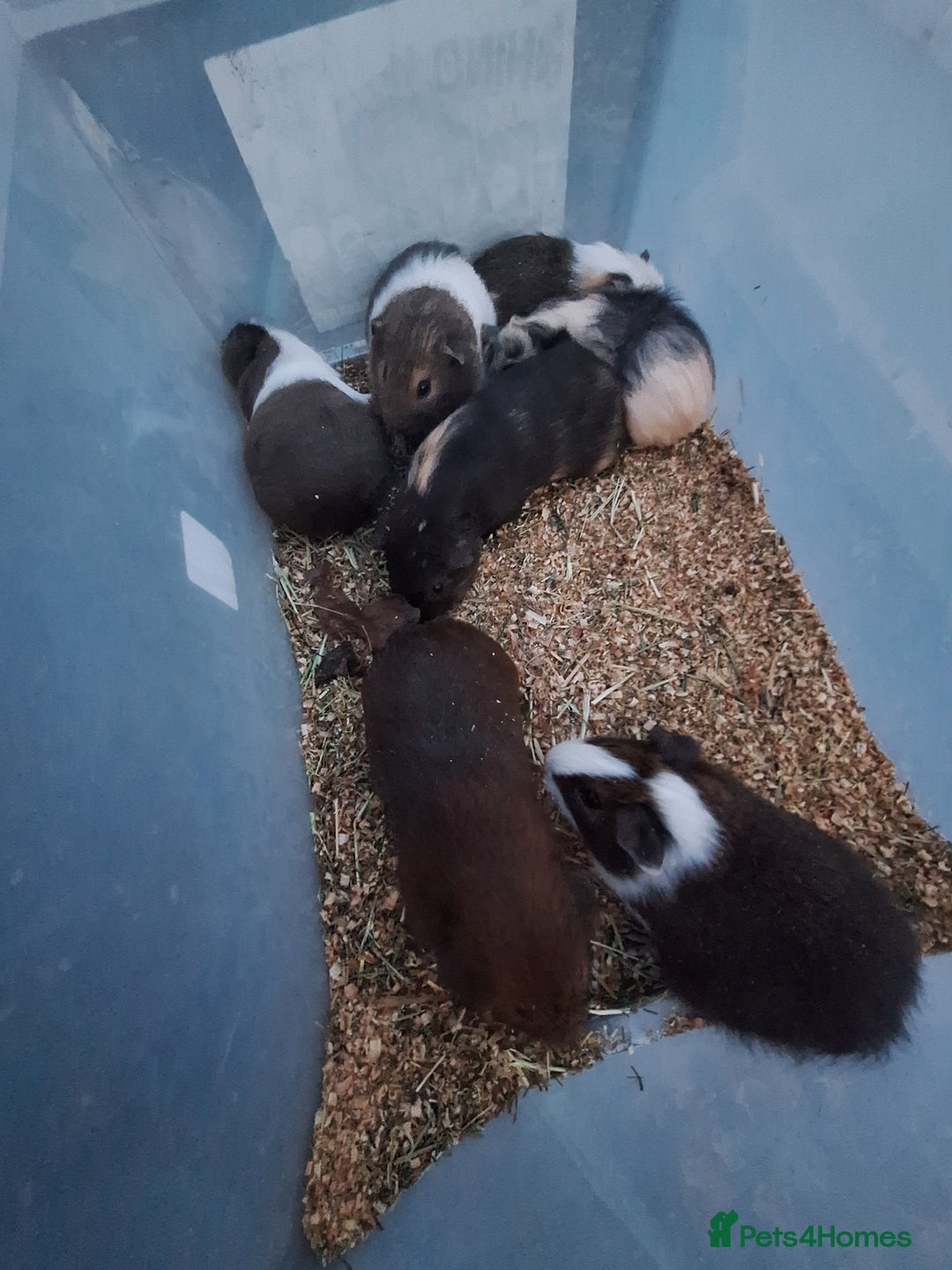 Guinea Pig rodents for sale: Baby male guinea pigs for sale £25 each  - Advert 3