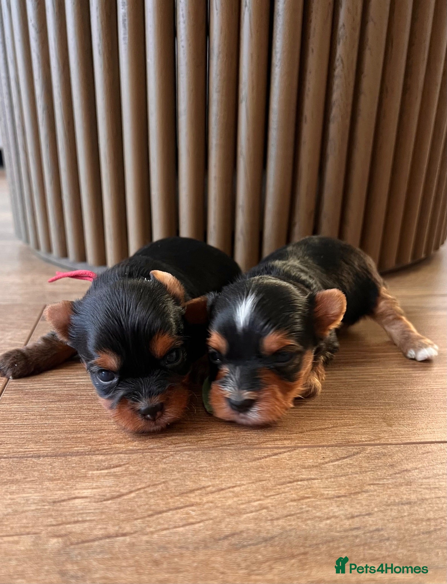 Yorkshire Terrier dogs ❣️ Beautiful Miniature Yorkshire Terrier Puppies❣️ - Advert 5