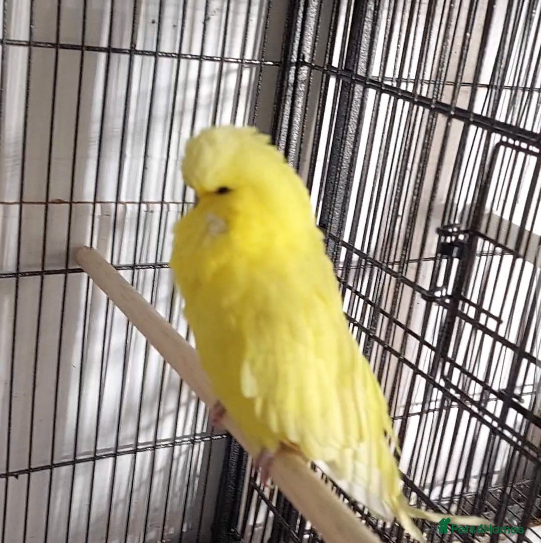 Budgerigars birds 5 male Spangle budgies job lot - Advert 1