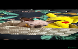 Sphynx cats for sale: Bald, bold elf blue eyes kittens  - Image 15