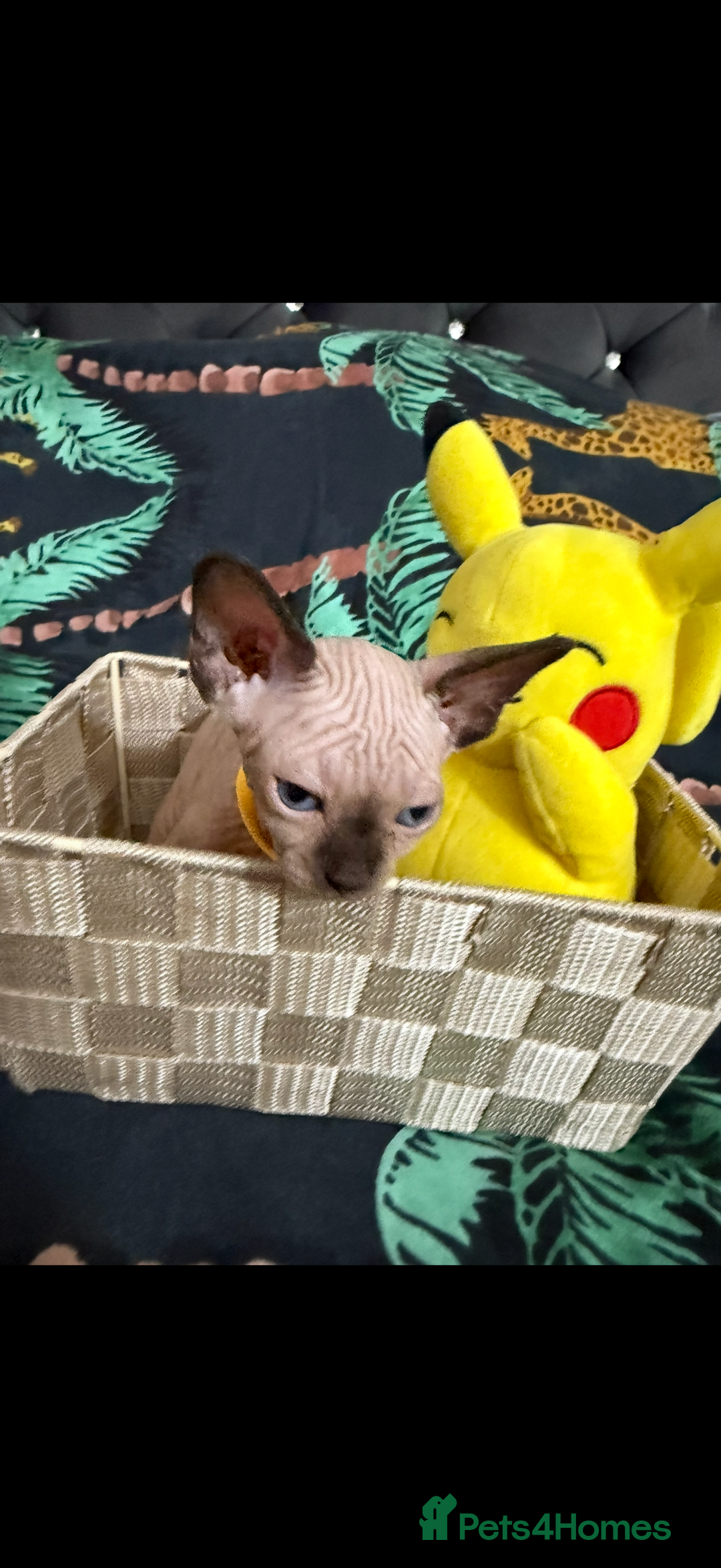 Sphynx cats for sale: Bald, bold elf blue eyes kittens  - Image 15